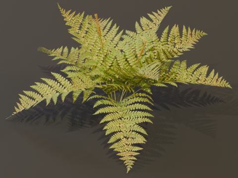 The Cinnamon Fern Bush 3D Model