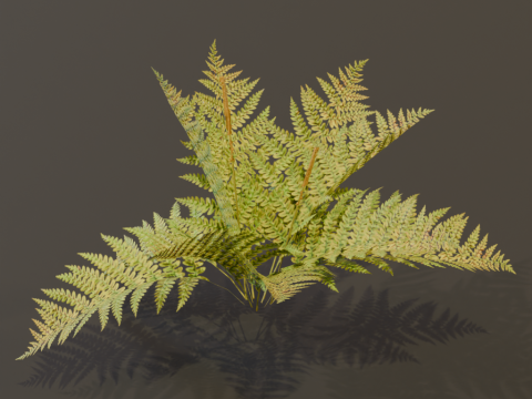 The Cinnamon Fern Bush 3D Model