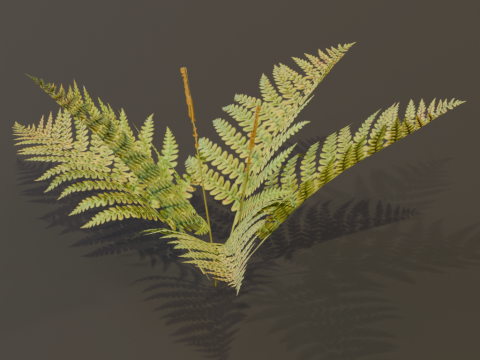 The Cinnamon Fern Bush 3D Model