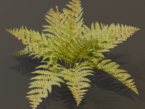 The Cinnamon Fern Bush 3D Model
