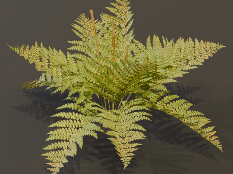 The Cinnamon Fern Bush 3D Model