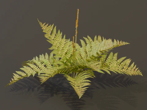 The Cinnamon Fern Bush 3D Model