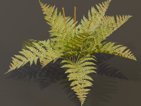 The Cinnamon Fern Bush 3D Model