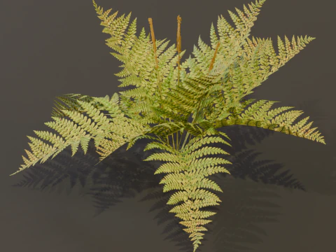 The Cinnamon Fern Bush 3D Model