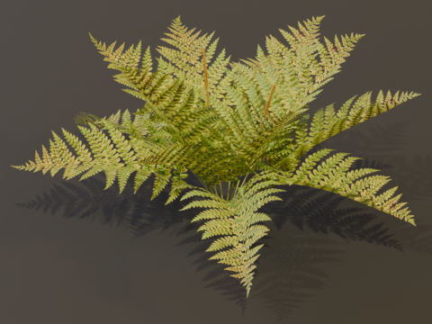 The Cinnamon Fern Bush 3D Model