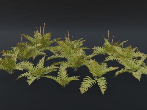 The Cinnamon Fern Bush 3D Model
