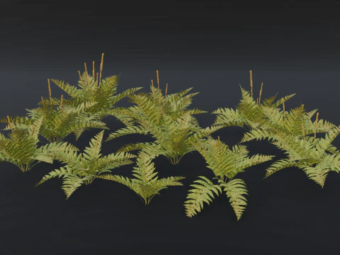The Cinnamon Fern Bush 3D Model