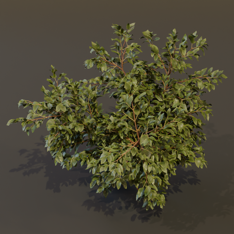 The Elderberry Bush 3D Model .c4d .max .obj .3ds .fbx .stl .blend 