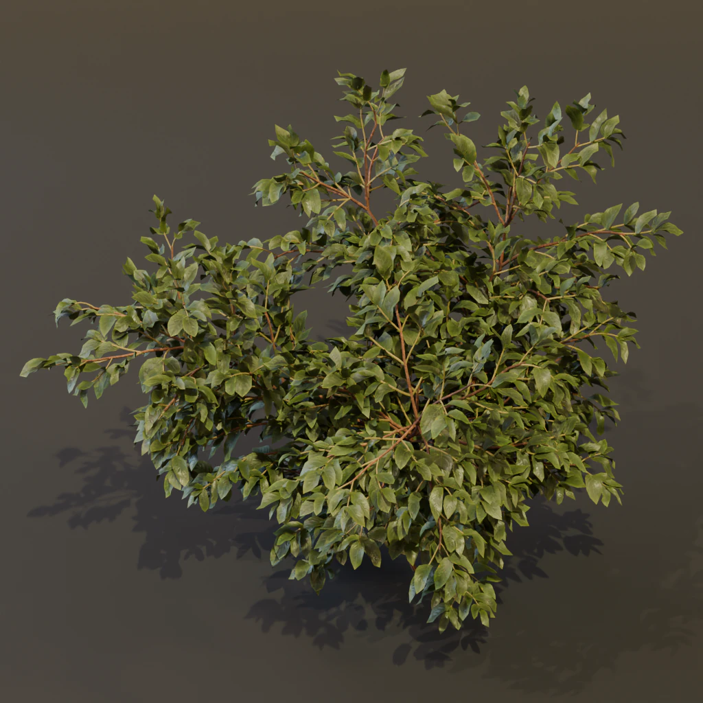 The Elderberry Bush 3D Model .c4d .max .obj .3ds .fbx .stl .blend 