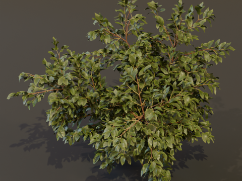 The Elderberry Bush 3D 모델