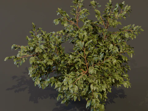 O arbusto de sabugueiro Modelo 3D