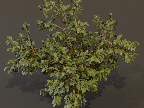 The Elderberry Bush 3D Model