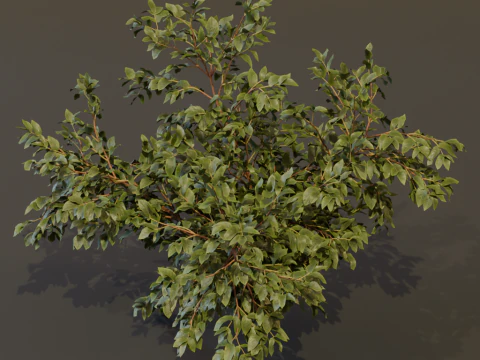 The Elderberry Bush 3D Model