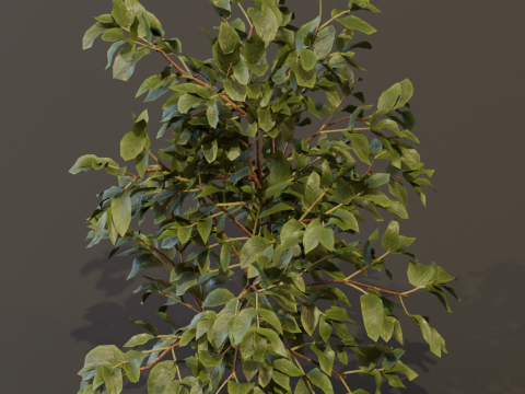 The Elderberry Bush 3D Model
