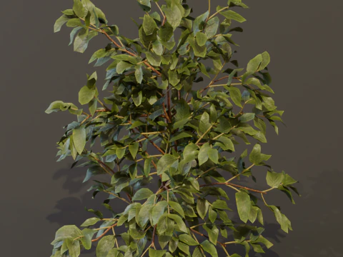 The Elderberry Bush 3D Model