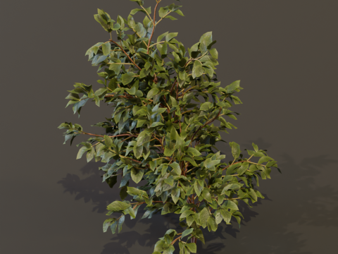 The Elderberry Bush 3D Model