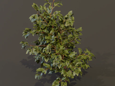 The Elderberry Bush 3D Model