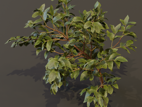 The Elderberry Bush 3D Model