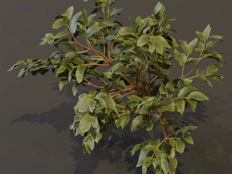 The Elderberry Bush 3D Model