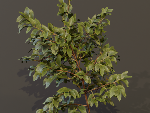 The Elderberry Bush 3D Model