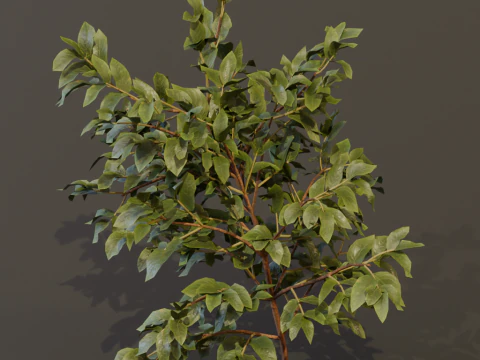 The Elderberry Bush 3D Model