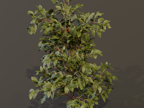 The Elderberry Bush 3D Model