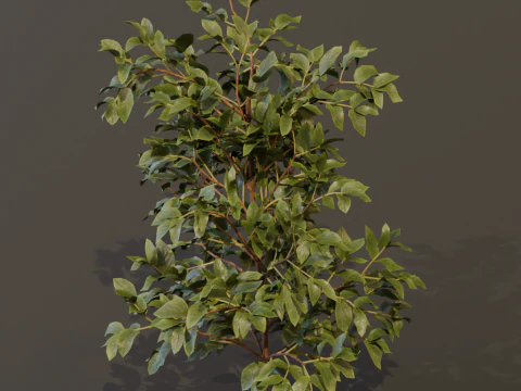 The Elderberry Bush 3D Model