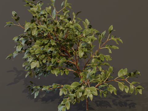 The Elderberry Bush 3D Model