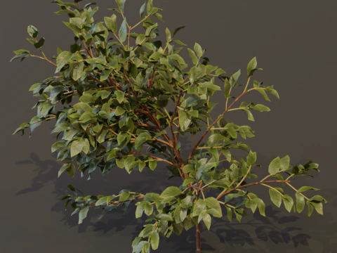The Elderberry Bush 3D Model
