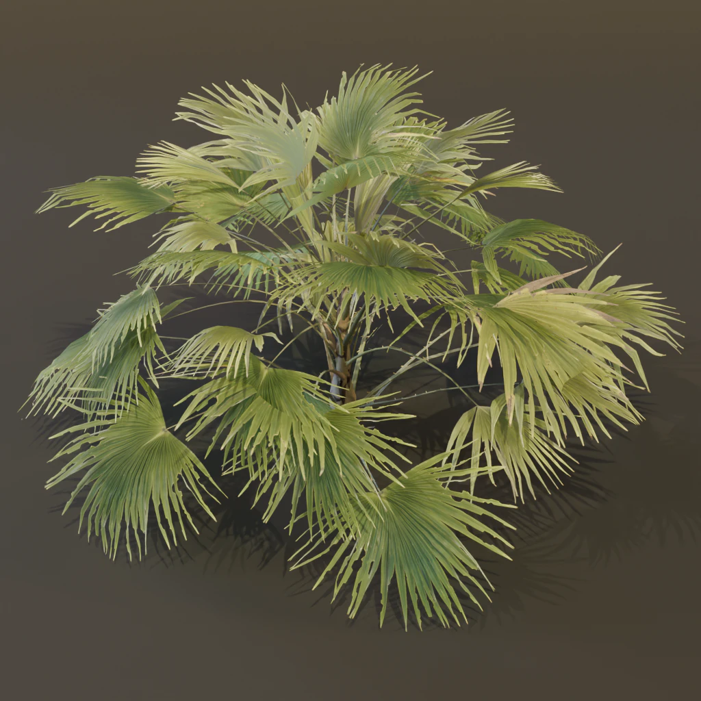 A Fan Palm Bush 3D Model .c4d .max .obj .3ds .fbx .stl .blend