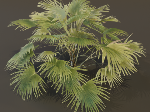 A Fan Palm Bush Model 3D