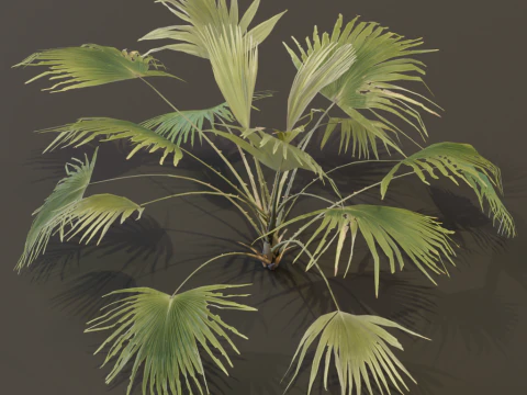 A Fan Palm Bush 3D Model