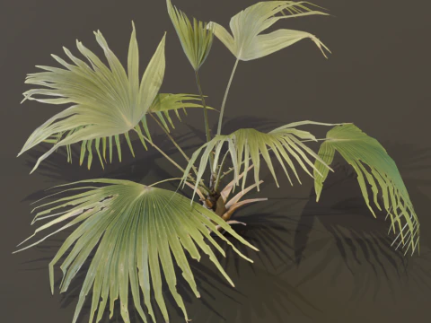 A Fan Palm Bush 3D Model
