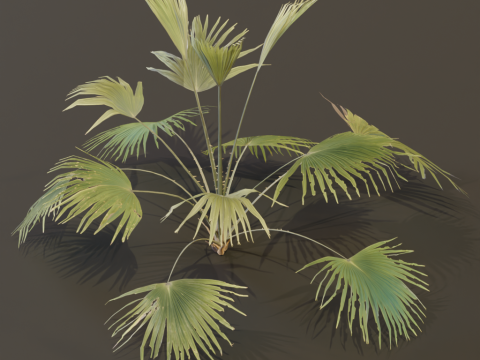A Fan Palm Bush 3D 模型