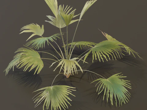 A Fan Palm Bush 3D Model
