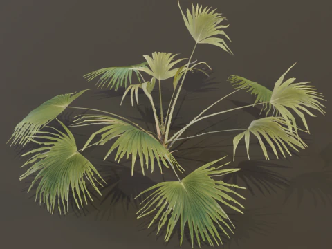 A Fan Palm Bush 3D Model