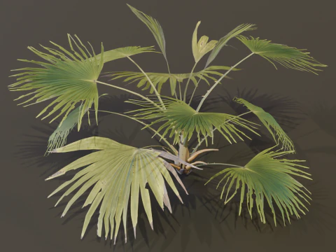 A Fan Palm Bush 3D Model