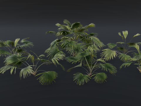 A Fan Palm Bush 3D 模型
