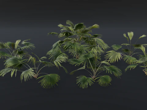 A Fan Palm Bush 3D Model