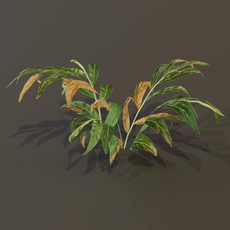 A realistic 3D fern Modelo 3D .c4d .max .obj .3ds .fbx .stl .blend 