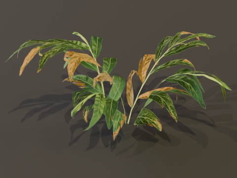 A realistic 3D fern Model 3D