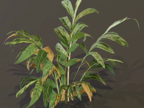 A realistic 3D fern 3D Model