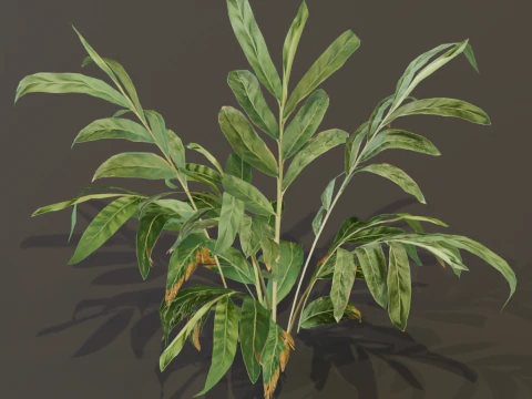 A realistic 3D fern 3D Model