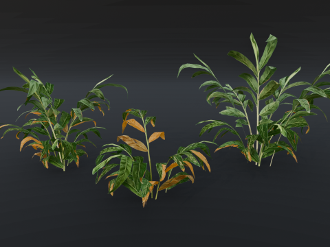 A realistic 3D fern Modelo 3D