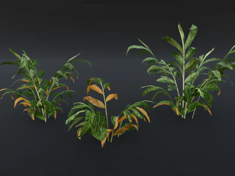 A realistic 3D fern 3D Model