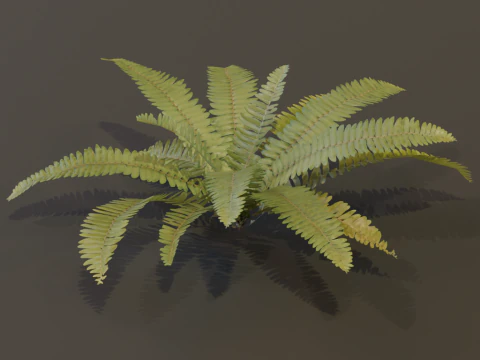 A realistic 3D fern 3D Model