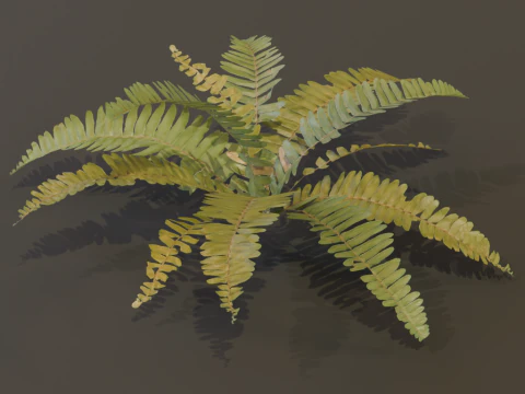 A realistic 3D fern 3D Model