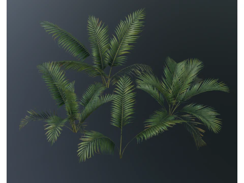 Un piccolo cespuglio di palma compatto e realistico Modello 3D