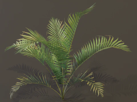 A compact and realistic small palm bush 3D Model