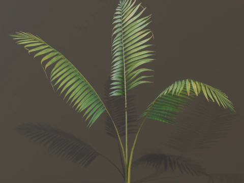 A compact and realistic small palm bush 3D Model